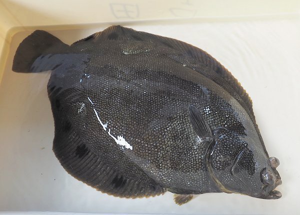 浜名湖雄踏市場の活魚 ホシガレイ・ヒラメ・マゴチ・湖アユ豊か 浜名湖雄踏市場の活魚 ホシガレイ・ヒラメ・マゴチ・湖アユ豊か