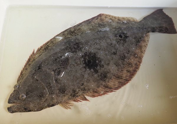 浜名湖雄踏市場の活魚 ホシガレイ・ヒラメ・マゴチ・湖アユ豊か 浜名湖雄踏市場の活魚 ホシガレイ・ヒラメ・マゴチ・湖アユ豊か