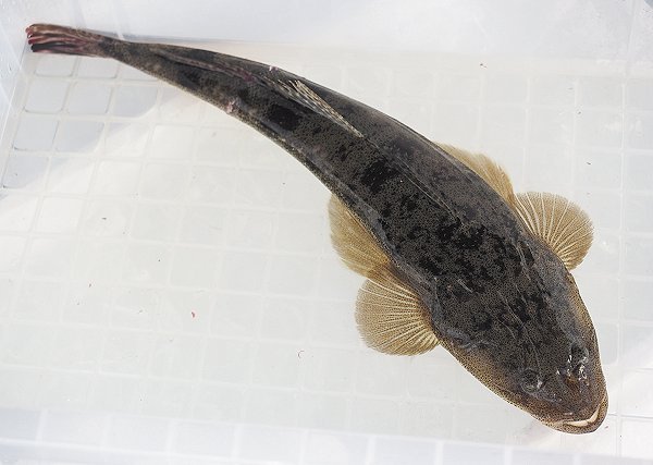 浜名湖雄踏市場の活魚 ホシガレイ・ヒラメ・マゴチ・湖アユ豊か 浜名湖雄踏市場の活魚 ホシガレイ・ヒラメ・マゴチ・湖アユ豊か