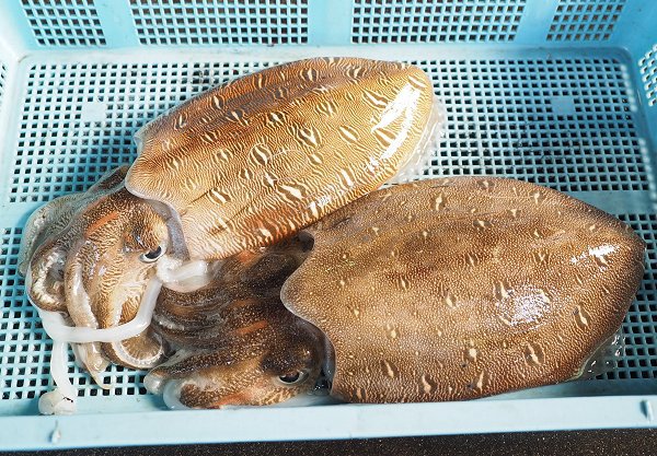 浜名湖雄踏市場の活魚 ホシガレイ・ヒラメ・マゴチ・湖アユ豊か 浜名湖雄踏市場の活魚 ホシガレイ・ヒラメ・マゴチ・湖アユ豊か