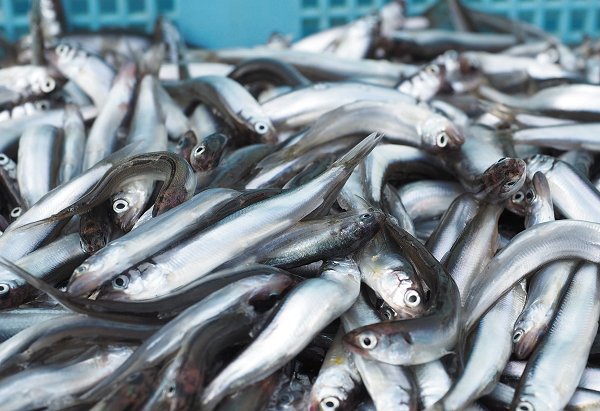 浜名湖雄踏市場の活魚 ホシガレイ・ヒラメ・マゴチ・湖アユ豊か 浜名湖雄踏市場の活魚 ホシガレイ・ヒラメ・マゴチ・湖アユ豊か
