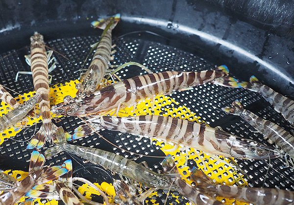 浜名湖雄踏市場ツボ漁のアナゴ・ギンポ、湖アユ育つ・コウイカ 浜名湖雄踏市場ツボ漁のアナゴ・ギンポ、湖アユ育つ・コウイカ