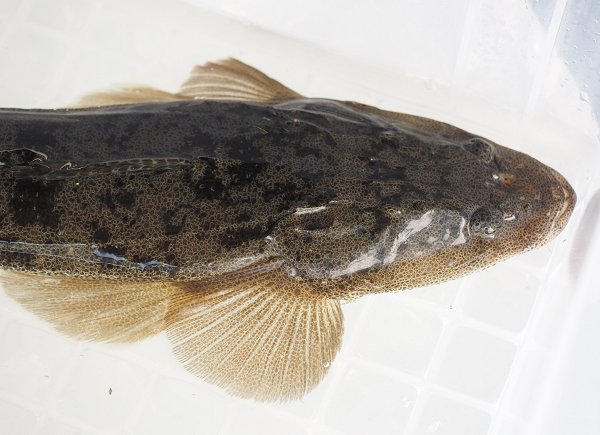 浜名湖の刺身用活魚 メイタガレイ・マゴチ 浜名湖の刺身用活魚 メイタガレイ・マゴチ
