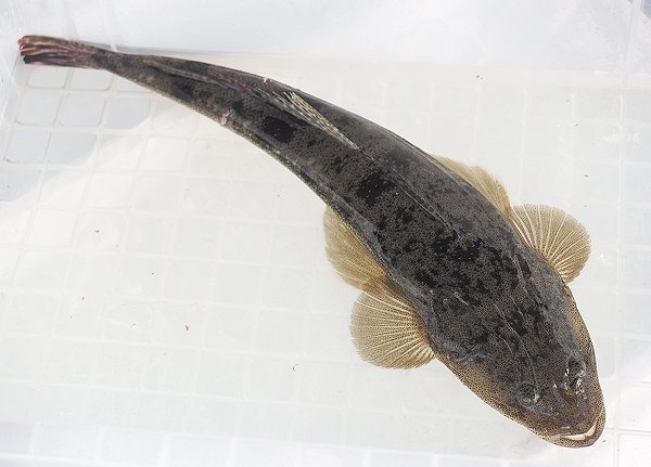 浜名湖の刺身用活魚 メイタガレイ・マゴチ 浜名湖の刺身用活魚 メイタガレイ・マゴチ