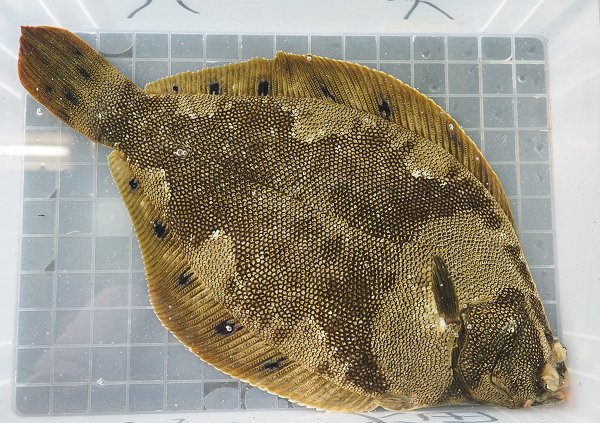 浜名湖雄踏市場85センチの大ヒラメ・ホシガレイ・湖アユ・モンコウイカ 浜名湖雄踏市場85センチの大ヒラメ・ホシガレイ・湖アユ・モンコウイカ