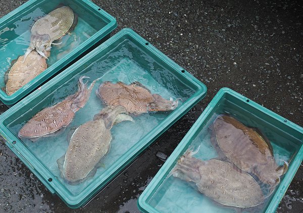 浜名湖雄踏市場85センチの大ヒラメ・ホシガレイ・湖アユ・モンコウイカ 浜名湖雄踏市場85センチの大ヒラメ・ホシガレイ・湖アユ・モンコウイカ