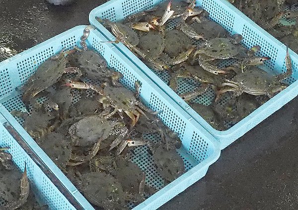 浜名湖雄踏市場ツボ漁のギンポ、ホシガレイ・マゴチ・ワタリガニ 浜名湖雄踏市場ツボ漁のギンポ、ホシガレイ・マゴチ・ワタリガニ