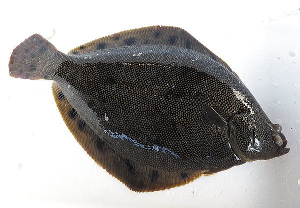 浜名湖雄踏市場ツボ漁のギンポ、ホシガレイ・マゴチ・ワタリガニ 浜名湖雄踏市場ツボ漁のギンポ、ホシガレイ・マゴチ・ワタリガニ