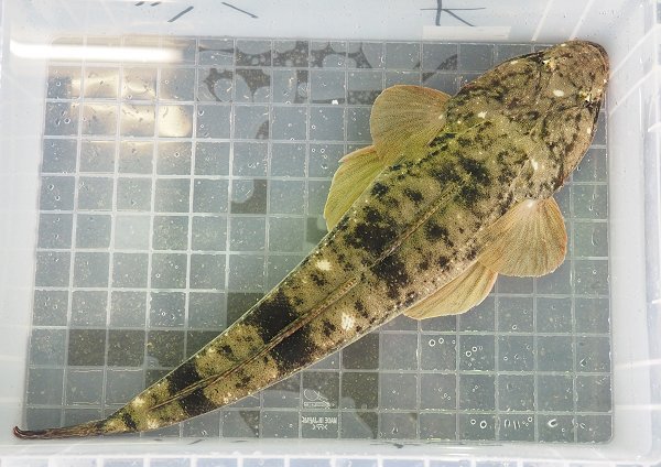 浜名湖雄踏市場ツボ漁のギンポ、ホシガレイ・マゴチ・ワタリガニ 浜名湖雄踏市場ツボ漁のギンポ、ホシガレイ・マゴチ・ワタリガニ
