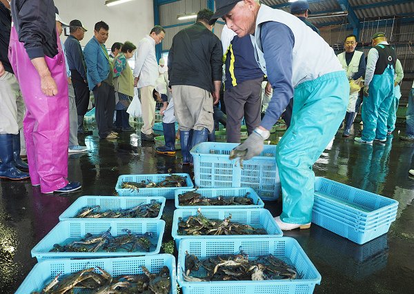 浜名湖雄踏市場ワタリガニ 生け簀から競りの列へ 浜名湖雄踏市場ワタリガニ 生け簀から競りの列へ