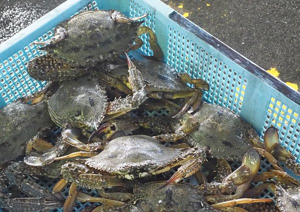 浜名湖雄踏市場ワタリガニ 生け簀から競りの列へ 浜名湖雄踏市場ワタリガニ 生け簀から競りの列へ