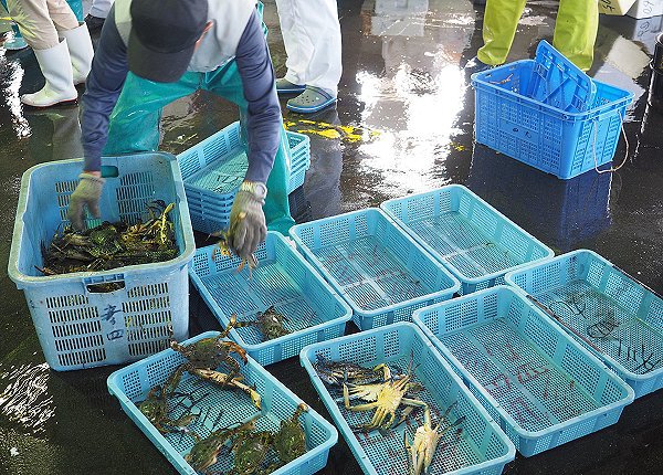 浜名湖雄踏市場ワタリガニ 生け簀から競りの列へ 浜名湖雄踏市場ワタリガニ 生け簀から競りの列へ