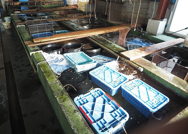 浜名湖雄踏市場ワタリガニ 生け簀から競りの列へ 浜名湖雄踏市場ワタリガニ 生け簀から競りの列へ