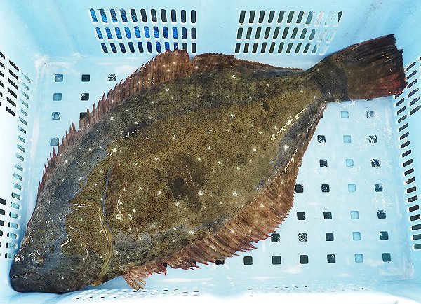 浜名湖鷲津市場はクルマエビ・ワタリガニの季節へ・ヒラメ豊漁 浜名湖鷲津市場はクルマエビ・ワタリガニの季節へ・ヒラメ豊漁