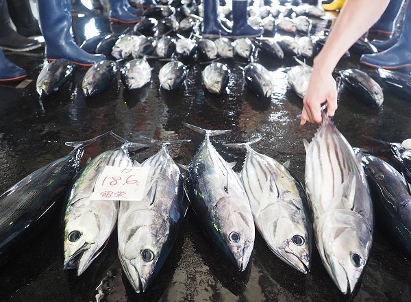 舞阪もちかつを漁今期最大17艘の水揚げ、アカムツ漁4艘揃い水揚げ 舞阪もちかつを漁今期最大17艘の水揚げ、アカムツ漁4艘揃い水揚げ