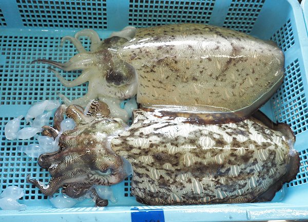 浜名湖鷲津市場 コウイカと珍味の卵 浜名湖鷲津市場 コウイカと珍味の卵