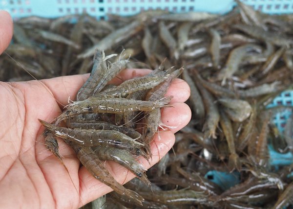浜名湖雄踏市場ボソ登場 クルマエビ・ヒラメ・ガザミ 浜名湖雄踏市場ボソ登場 クルマエビ・ヒラメ・ガザミ