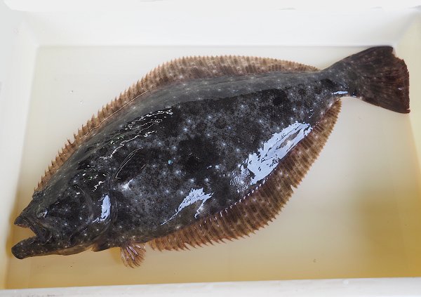 浜名湖雄踏市場ボソ登場 クルマエビ・ヒラメ・ガザミ 浜名湖雄踏市場ボソ登場 クルマエビ・ヒラメ・ガザミ