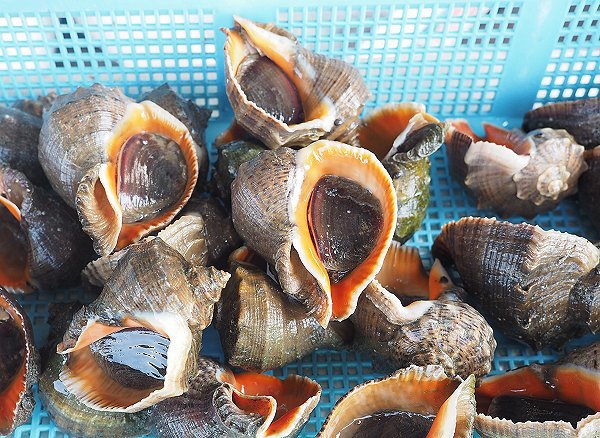 浜名湖雄踏市場のアカニシ・アジコ・背黒イワシ・トビウオ入る潮 浜名湖雄踏市場のアカニシ・アジコ・背黒イワシ・トビウオ入る潮
