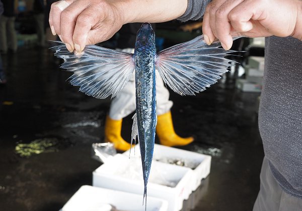 浜名湖雄踏市場のアカニシ・アジコ・背黒イワシ・トビウオ入る潮 浜名湖雄踏市場のアカニシ・アジコ・背黒イワシ・トビウオ入る潮