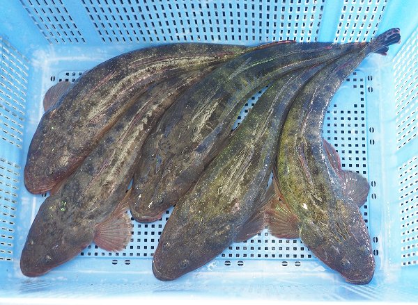 舞阪漁港刺し網漁の活マゴチ・ガザミ 舞阪漁港刺し網漁の活マゴチ・ガザミ