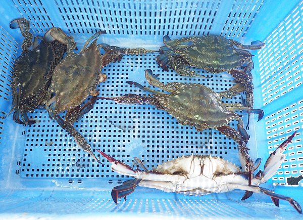 舞阪漁港刺し網漁の活マゴチ・ガザミ 舞阪漁港刺し網漁の活マゴチ・ガザミ