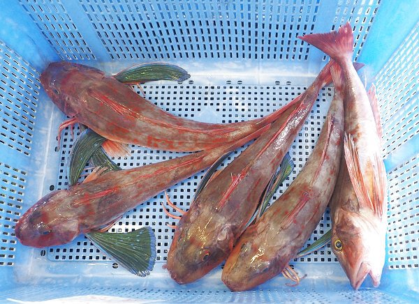 舞阪漁港刺し網漁の活マゴチ・ガザミ 舞阪漁港刺し網漁の活マゴチ・ガザミ