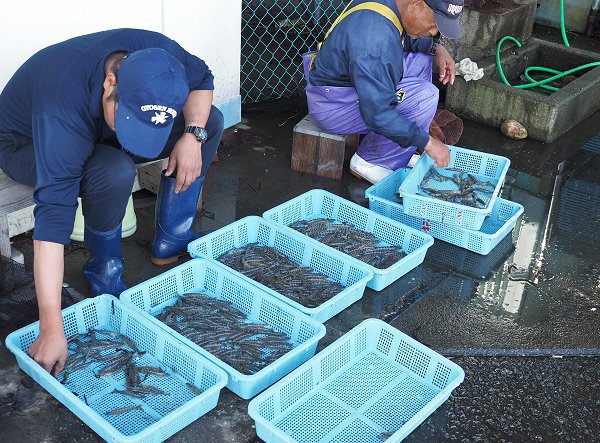 浜名湖のマキ(クルマエビ)の季節到来 浜名湖のマキ(クルマエビ)の季節到来