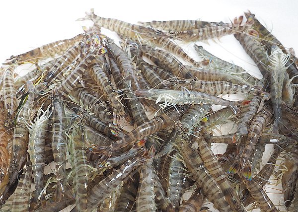 浜名湖のマキ(クルマエビ)の季節到来 浜名湖のマキ(クルマエビ)の季節到来