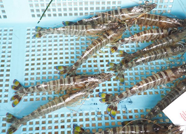 浜名湖雄踏市場の小カンパチ・クルマエビ・アナゴ・ヨシエビ揚がる 浜名湖雄踏市場の小カンパチ・クルマエビ・アナゴ・ヨシエビ揚がる