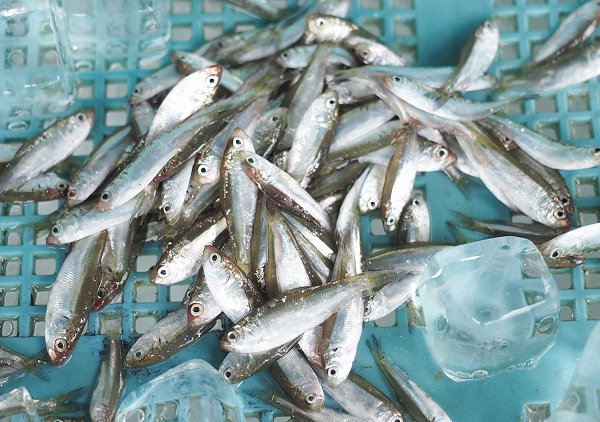 浜名湖雄踏市場 シンコ(新子)初水揚げ・ボソ・タイワンガザミ・アカニシ 浜名湖雄踏市場 シンコ(新子)初水揚げ・ボソ・タイワンガザミ・アカニシ