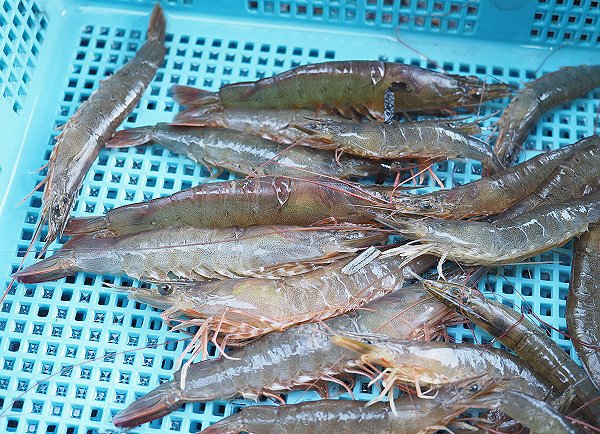 浜名湖雄踏市場 シンコ(新子)初水揚げ・ボソ・タイワンガザミ・アカニシ 浜名湖雄踏市場 シンコ(新子)初水揚げ・ボソ・タイワンガザミ・アカニシ