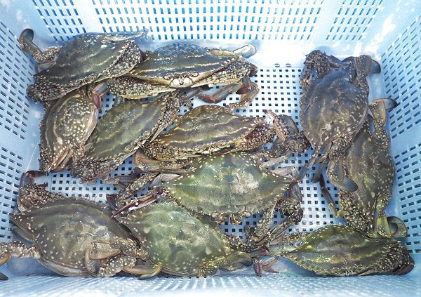 舞阪漁港活アジ、アマダイ・アカムツ、刺し網のヒラメ・マゴチ・ガザミ 舞阪漁港活アジ、アマダイ・アカムツ、刺し網のヒラメ・マゴチ・ガザミ