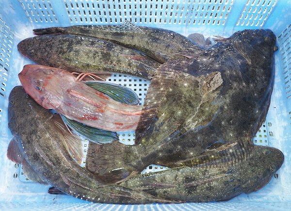 舞阪漁港活アジ、アマダイ・アカムツ、刺し網のヒラメ・マゴチ・ガザミ 舞阪漁港活アジ、アマダイ・アカムツ、刺し網のヒラメ・マゴチ・ガザミ