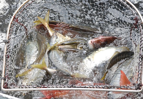 舞阪漁港 タチアジ漁の活魚 舞阪漁港 タチアジ漁の活魚