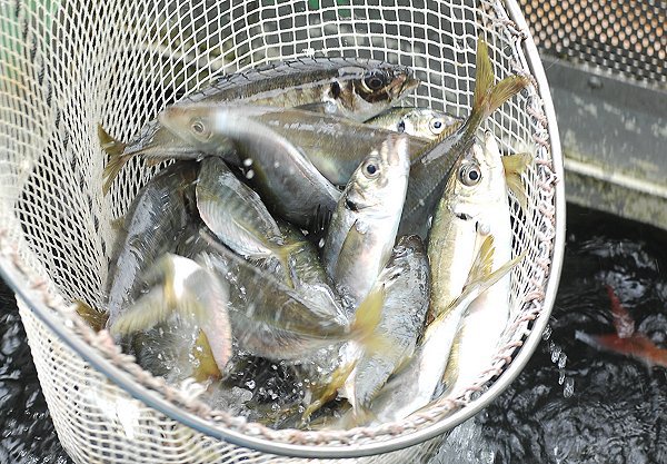 舞阪漁港 タチアジ漁の活魚 舞阪漁港 タチアジ漁の活魚