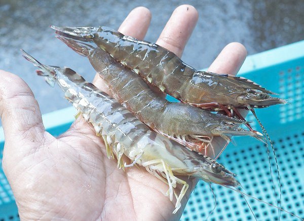 浜名湖雄踏市場クルマエビ・ボソ・アカアシエビ、シンコ水揚げ増える 浜名湖雄踏市場クルマエビ・ボソ・アカアシエビ、シンコ水揚げ増える