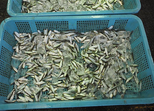 浜名湖雄踏市場クルマエビ・ボソ・アカアシエビ、シンコ水揚げ増える 浜名湖雄踏市場クルマエビ・ボソ・アカアシエビ、シンコ水揚げ増える