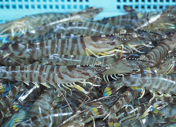浜名湖雄踏市場クルマエビ・ボソ・アカアシエビ、シンコ水揚げ増える 浜名湖雄踏市場クルマエビ・ボソ・アカアシエビ、シンコ水揚げ増える