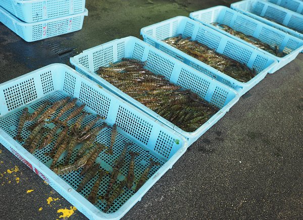 浜名湖雄踏市場クルマエビ・ボソ・アカアシエビ、シンコ水揚げ増える 浜名湖雄踏市場クルマエビ・ボソ・アカアシエビ、シンコ水揚げ増える