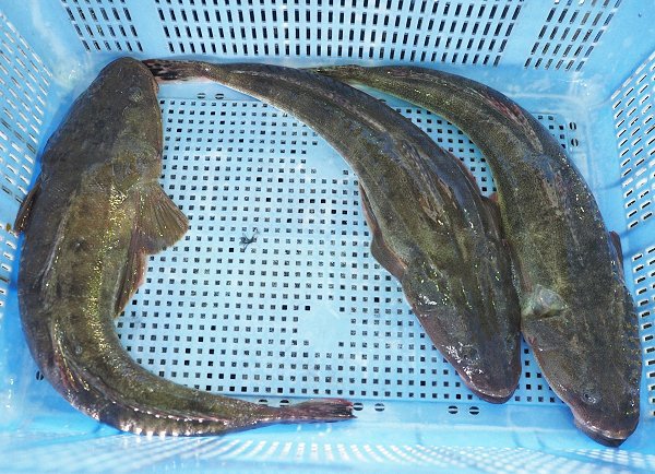 舞阪漁港遠州灘の刺し網漁のホウボウ、ガザミ・タイワンガザミ・マゴチ