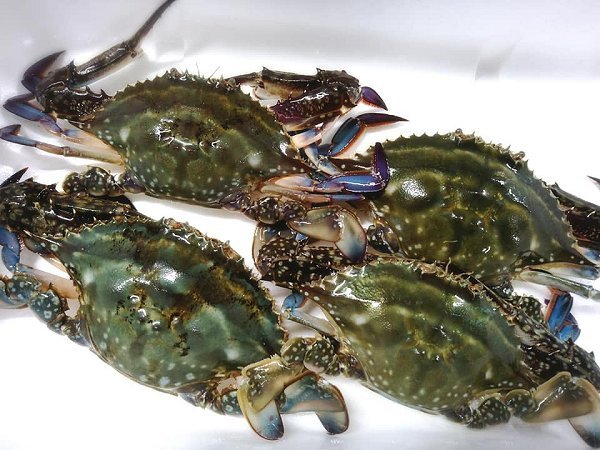 舞阪・浜名湖のガザミ(ワタリガニ)・タイワンガザミ、浜名湖ドウマン、カナダ産オマールあります 舞阪・浜名湖のガザミ(ワタリガニ)・タイワンガザミ、浜名湖ドウマン、カナダ産オマールあります