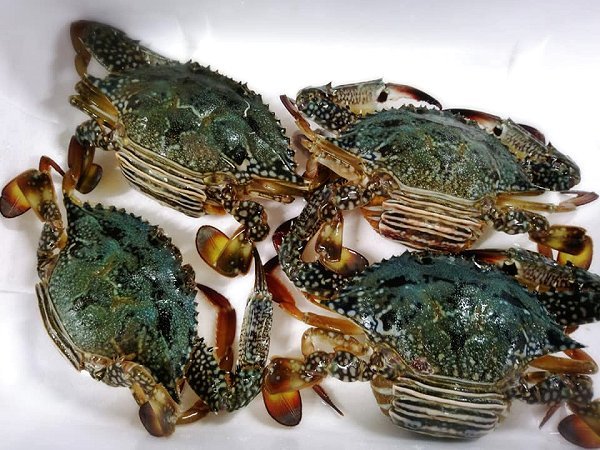 舞阪・浜名湖のガザミ(ワタリガニ)・タイワンガザミ、浜名湖ドウマン、カナダ産オマールあります 舞阪・浜名湖のガザミ(ワタリガニ)・タイワンガザミ、浜名湖ドウマン、カナダ産オマールあります