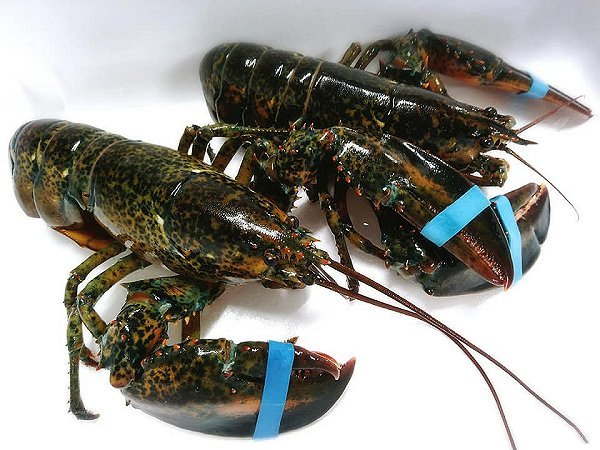 舞阪・浜名湖のガザミ(ワタリガニ)・タイワンガザミ、浜名湖ドウマン、カナダ産オマールあります 舞阪・浜名湖のガザミ(ワタリガニ)・タイワンガザミ、浜名湖ドウマン、カナダ産オマールあります