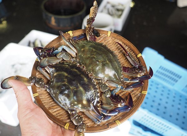 浜名湖セイゴ・ヒラスズキ、シンコ育つ、ガザミ、浜名湖ドウマン、梅雨アナゴ 浜名湖セイゴ・ヒラスズキ、シンコ育つ、ガザミ、浜名湖ドウマン、梅雨アナゴ