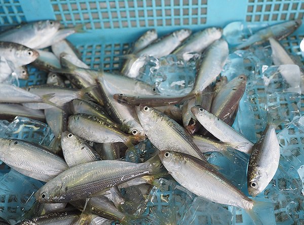浜名湖セイゴ・ヒラスズキ、シンコ育つ、ガザミ、浜名湖ドウマン、梅雨アナゴ 浜名湖セイゴ・ヒラスズキ、シンコ育つ、ガザミ、浜名湖ドウマン、梅雨アナゴ