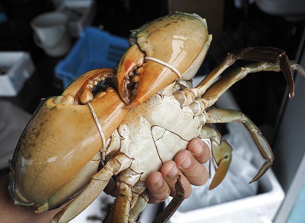 浜名湖セイゴ・ヒラスズキ、シンコ育つ、ガザミ、浜名湖ドウマン、梅雨アナゴ 浜名湖セイゴ・ヒラスズキ、シンコ育つ、ガザミ、浜名湖ドウマン、梅雨アナゴ
