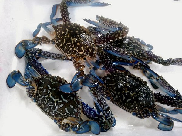 浜名湖ドウマン登場!ガザミ(ササガニ)・タイワンガザミ揃います 浜名湖ドウマン登場!ガザミ(ササガニ)・タイワンガザミ揃います