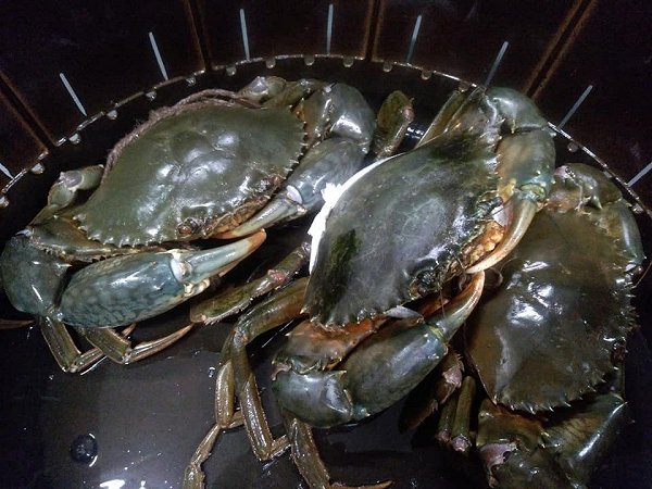 浜名湖ドウマン登場!ガザミ(ササガニ)・タイワンガザミ揃います 浜名湖ドウマン登場!ガザミ(ササガニ)・タイワンガザミ揃います