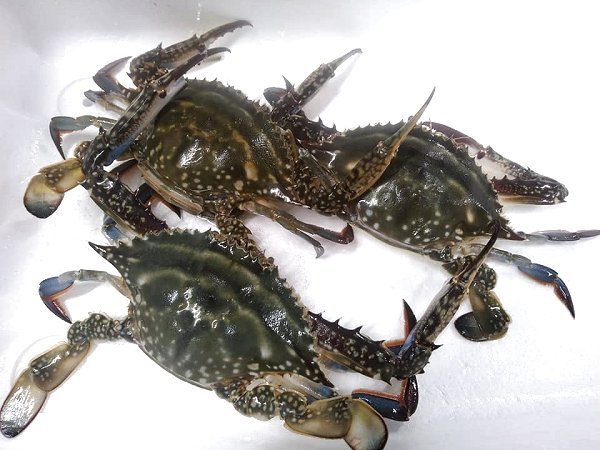 浜名湖ドウマン登場!ガザミ(ササガニ)・タイワンガザミ揃います 浜名湖ドウマン登場!ガザミ(ササガニ)・タイワンガザミ揃います